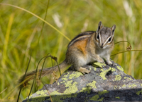 Chipmunk 8778